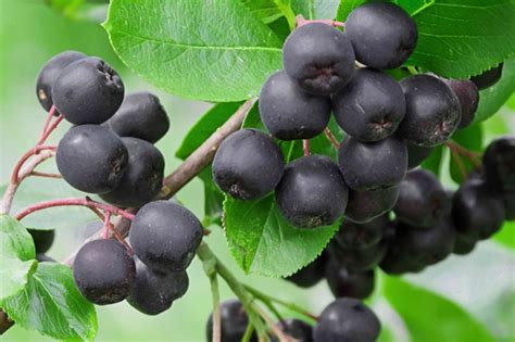 A Closer Look at the Botanical Characteristics of October Spell Dark Chokeberry
